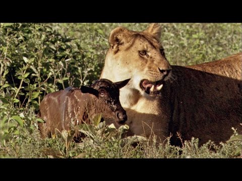 Baby Wildebeest Treats Lioness Like Mom