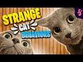 😽Top 10 WEIRD Cat Behaviors Explained | Furry Feline Facts