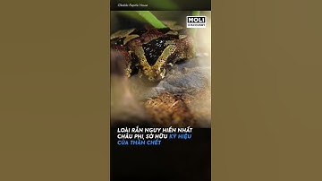 Loài rắn nguy hiểm nhất Phâu Phi | Moli Discovery #shorts
