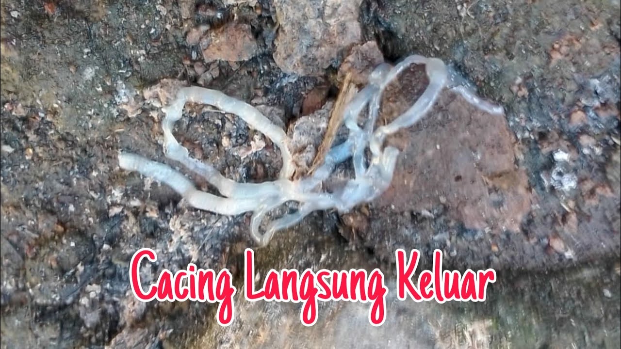 Mengobati Merpati Cacingan,Sampe Tuntas 