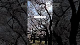 Sakura Season At Yoyogi Park - Tokyo, Japan