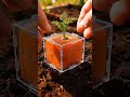 How to Grow Cube-Shaped Vegetables with AI Magic