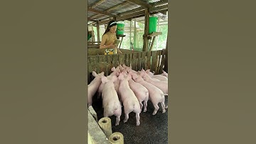 Dry feeding #pig #pigbreeding #animals #pigfarming #farming #farmlife #pigfeed