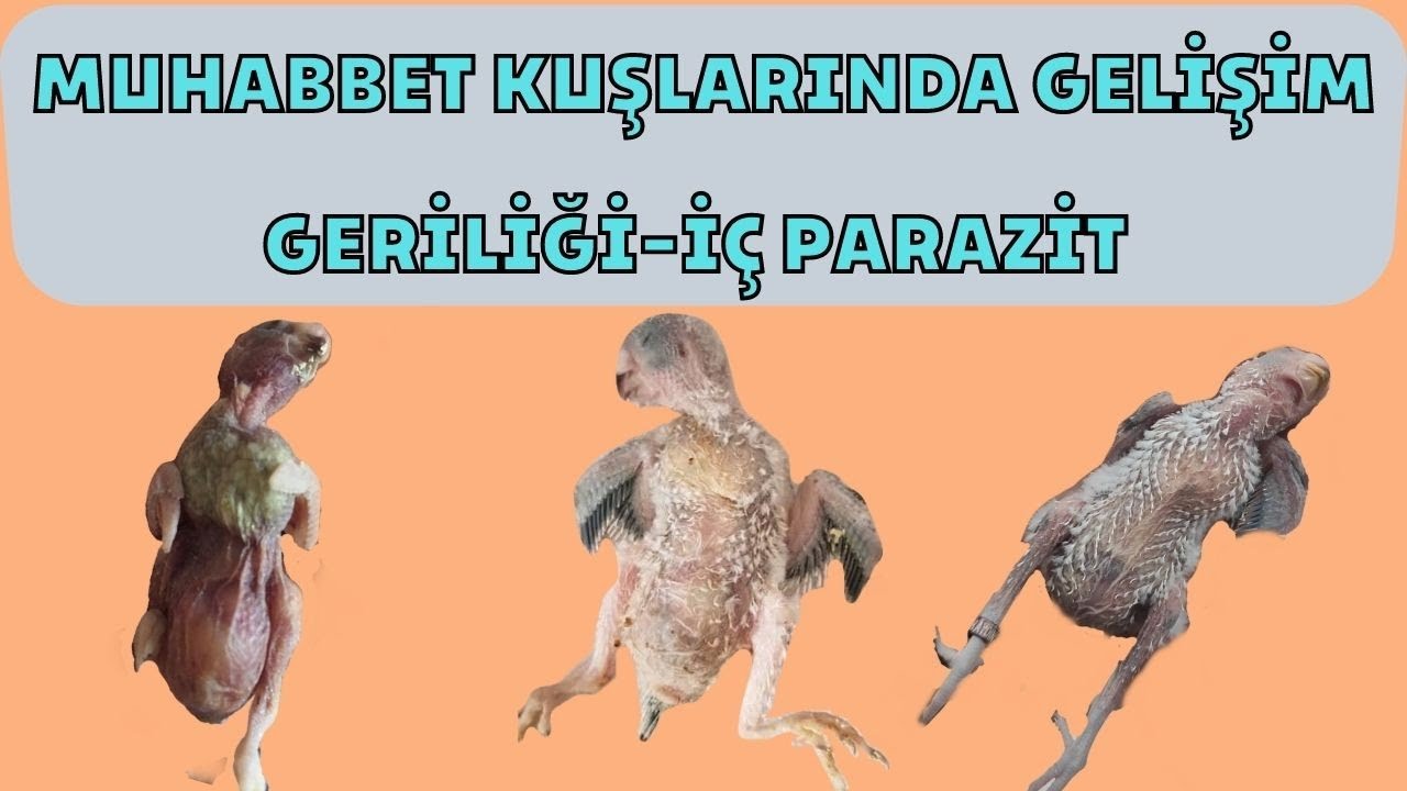 Kuşlarda İÇ PARAZİT Tedavisi🦠Kümes Kapattıran İllet Hastalık😱KESİN-KÖKTEN ÇÖZÜM👌🏼