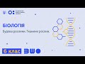 6 клас. Біологія. Будова рослини. Тканини рослин