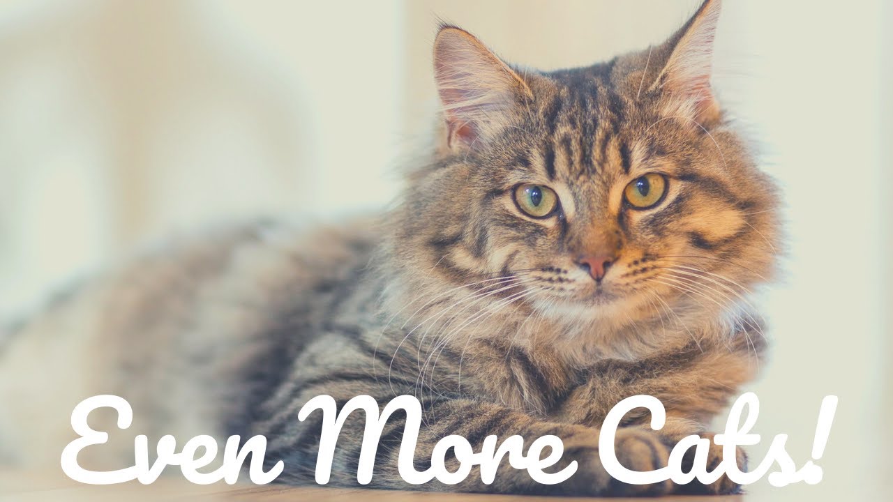 Relaxing Music For Stress Relief - Even More Cats! - 3 HOURS of Calming Meditation Study Sleep Music