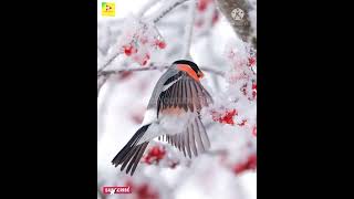 Cute Birds |Awsame sound????