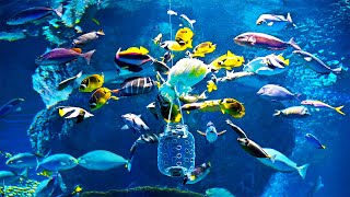 Underwater Scenery | Featuring Colorful Fish | SEA Aquarium 🐟