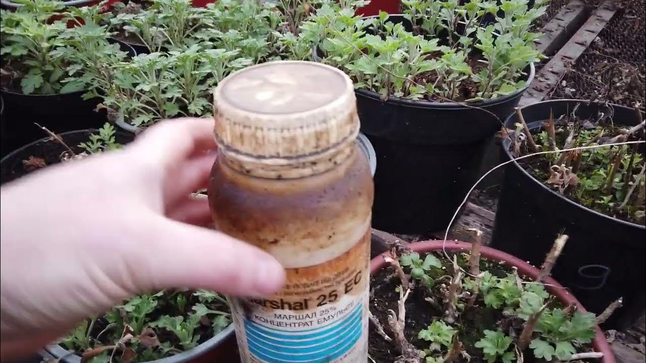 Хризантема мультифлора перезимовать. Хризантема мультифлора вид из погреба. Пеларгония мультифлора. Хризантема перезимовала в подвале. Когда доставать хризантемы из погреба.