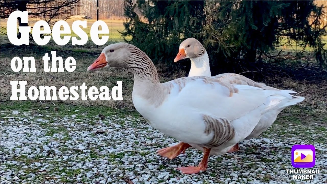 Pros And Cons Of Owning Geese