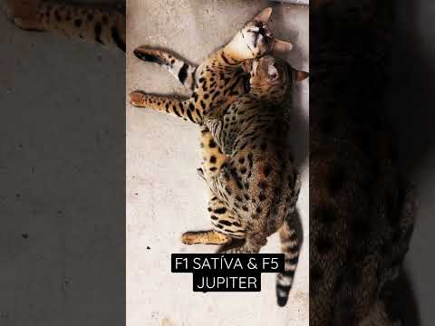 F1 SAVANNAH CAT