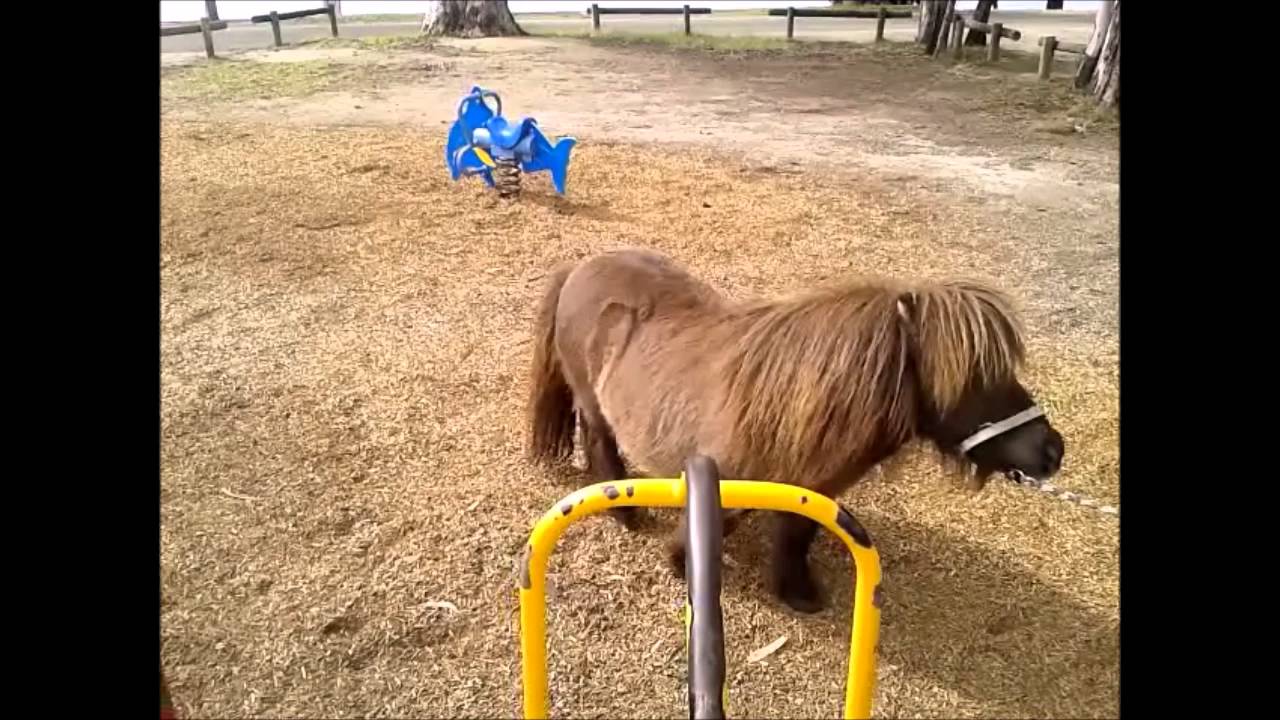Miniature Pony Ride - YouTube