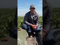 Strawberry Growing with Redox Bio-Nutrients
