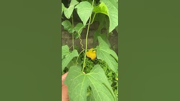 Cây Gấc bạn nên biết#covenduongvlogs #garden #câythuốcquý #caythuoc #farming #câythuốcnamquí