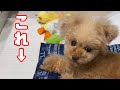 ジョイントマットは必須！？【ティーカッププードル　トイプードル　teacup poodle】