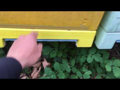 Обработка пчёл бивароолом
