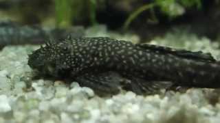 Сом анциструс (Ancistrus dolichopterus) продажа оптом Сом анциструс (Ancistrus dolichopterus) продажа оптом