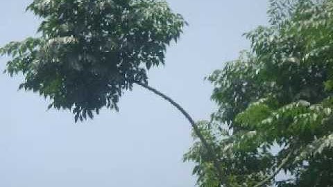 voice of owl 11 epi.. with krishna Prasad Acharya