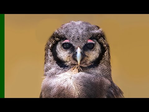 injured-eagle-owl-released-back-into-the-wild-|-love-nature