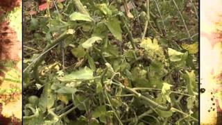 Nematode Damage on Tomatoes