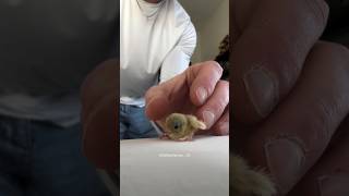 Man Raised A Baby Quail