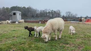 STILL no new lambs