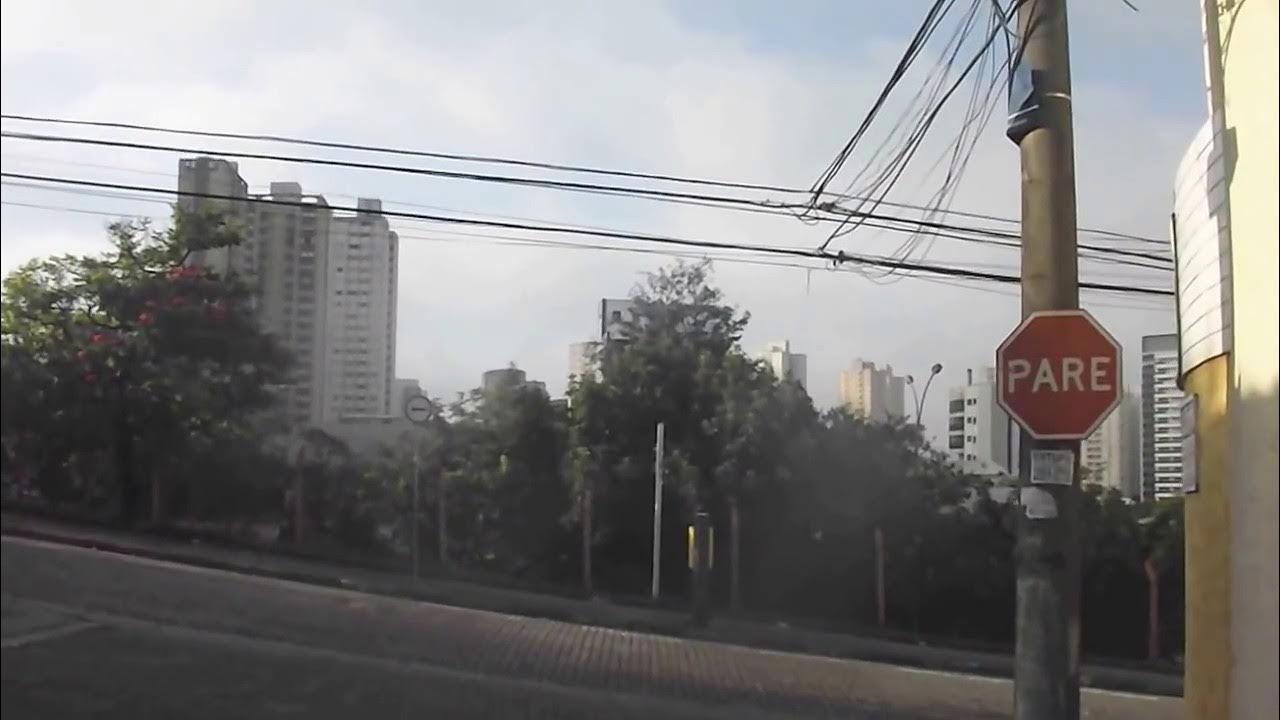 Abacateiro de grande porte na calçada em Guarulhos 02 