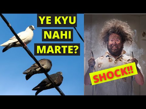 Why birds sitting on electric wires / power lines don't die? #PowerLines #ChetanMishra