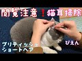 【閲覧注意】生まれつき耳垢が多い猫を10日ぶりに耳掃除してみた！【ブリティッシュショートヘア】[Reading notice] Cleaning cat ears  British shorthair