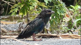 ブッポウソウの巣立ち (4K) /  Fledging of the Oriental Dollarbird