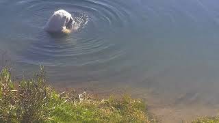 Henry Polar Bear enjoying the lake and pretending he is an otter