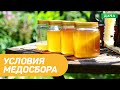 Условия медосбора. Какие факторы влияют на медосбор?