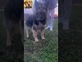 #LaRyzhik #dog #дрессировкасобак #собака #psy #dance #thatthat #дрессировка #gaming