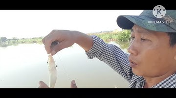 câu cá bóng đục đầm mới đụng ổ bóng đục cụ 15 con kg quá phê(câu cá thiên nhiên)trần xuân tv