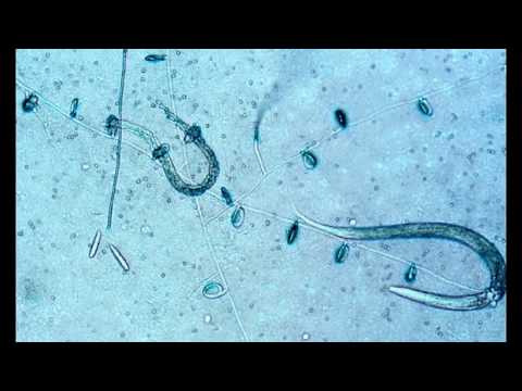 Importance of soil
