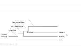 PPT  Making a Cladogram Bracket Method
