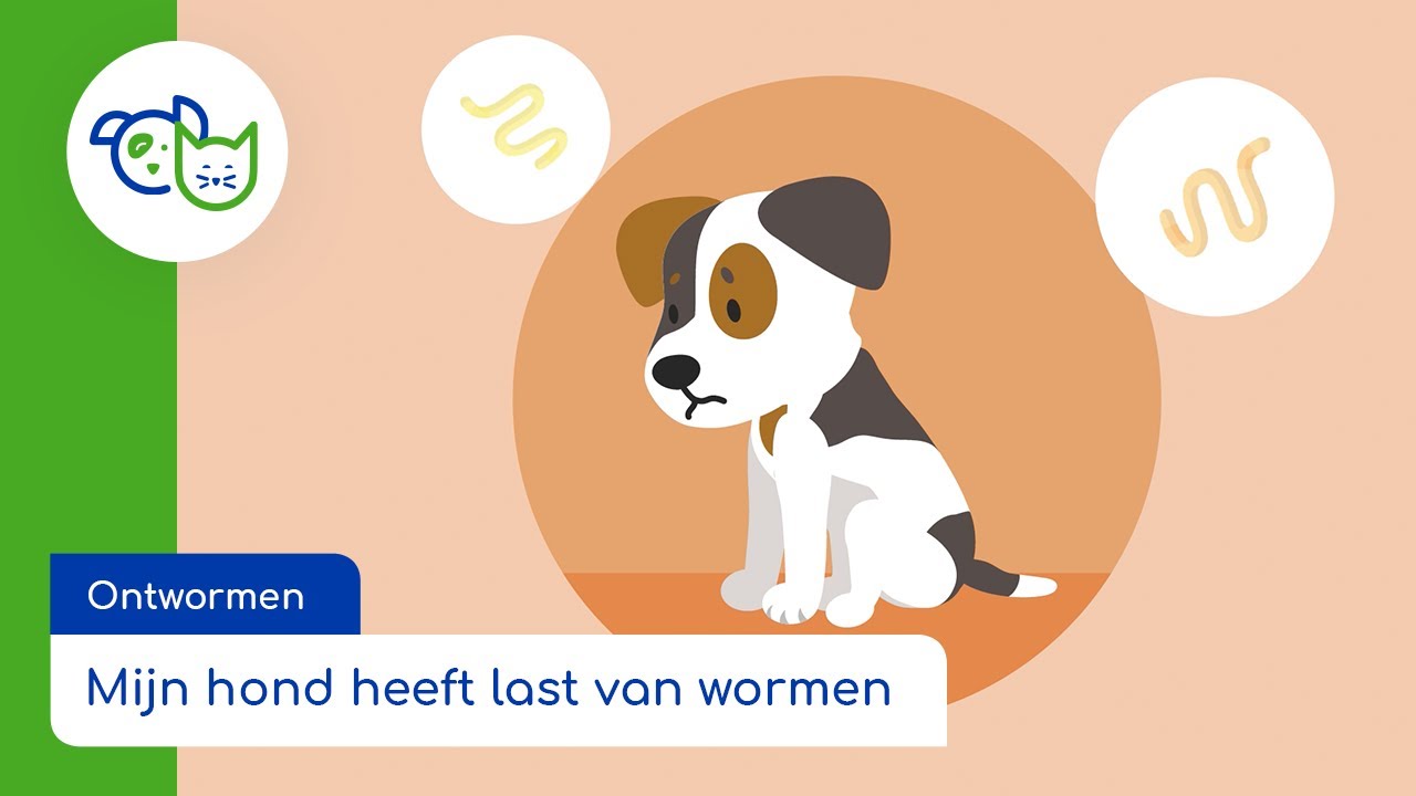 Ontwormen Mijn hond heeft last van wormen YouTube