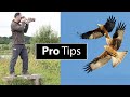 How to Photograph Birds in Flight: 5 Extra Tips with Paul Miguel Photography