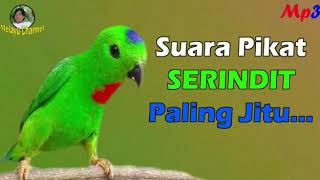 Suara Pikat SERINDIT , Mp3 Paling Jitu