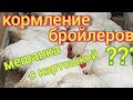 Как кормить бройлеров в домашних условиях картошкой и овощами. Мешанка с картошкой - можно или нет.