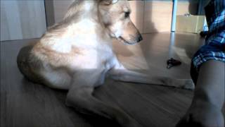 How I cut my dogs nails | after once cutting too much