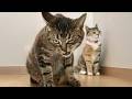 Funniest Cat Videos of All Time 🐱😂 — Can You Watch Without Laughing? 🐈 #6