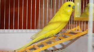 Говорящий Волнистый попугай Часть 3 Говорящий Волнистый попугай Часть 3