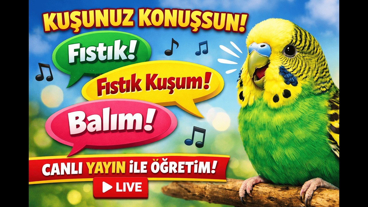 Konuşturma Eğitimi - Fıstık -Fıstık Kuşum Balım - Muhabbet Kuşu Konuşması - Muhabbet kuşu sesi