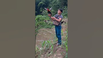 gà rừng đỉnh cao.qaib qus khav theeb tiag tiag