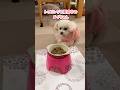 朝からわがままなトイプードル #shorts #トイプードル #可愛い犬