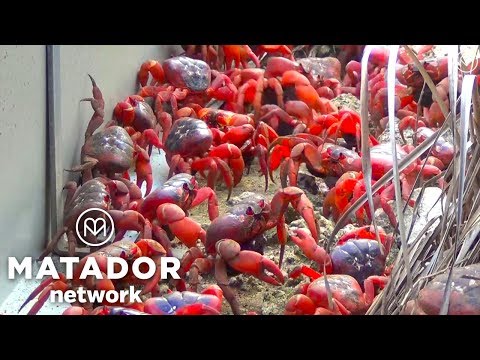 Video: Hur Man Ser Migration Av Röda Krabbor På Christmas Island - Matador Network