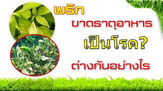 พริก...ขาดธาตุอาหารและเป็นโรค..ต่างกันอย่างไร