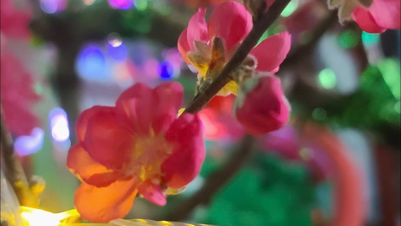 Dạo Quanh Phố Làng Chiều ngày 29 Tết Âm lịch 