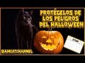 Octubre⚠️Mes Peligroso Para Los Gatos⚠️¿Cómo Proteger a Tu Gato De Los Peligros Del Halloween?🎃💀